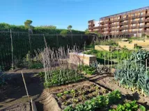 jardins partagés salin sete