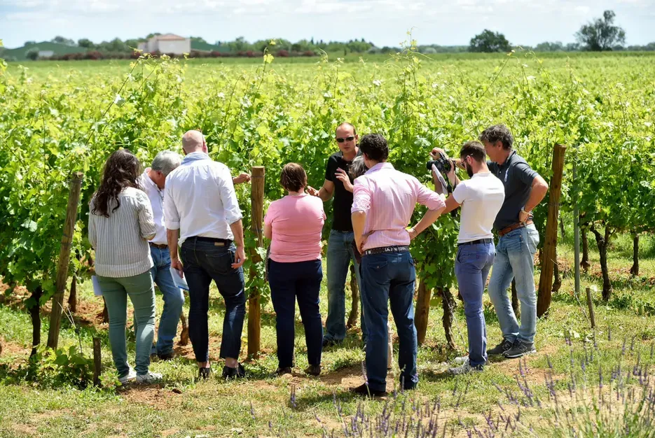 visite du vignoble 