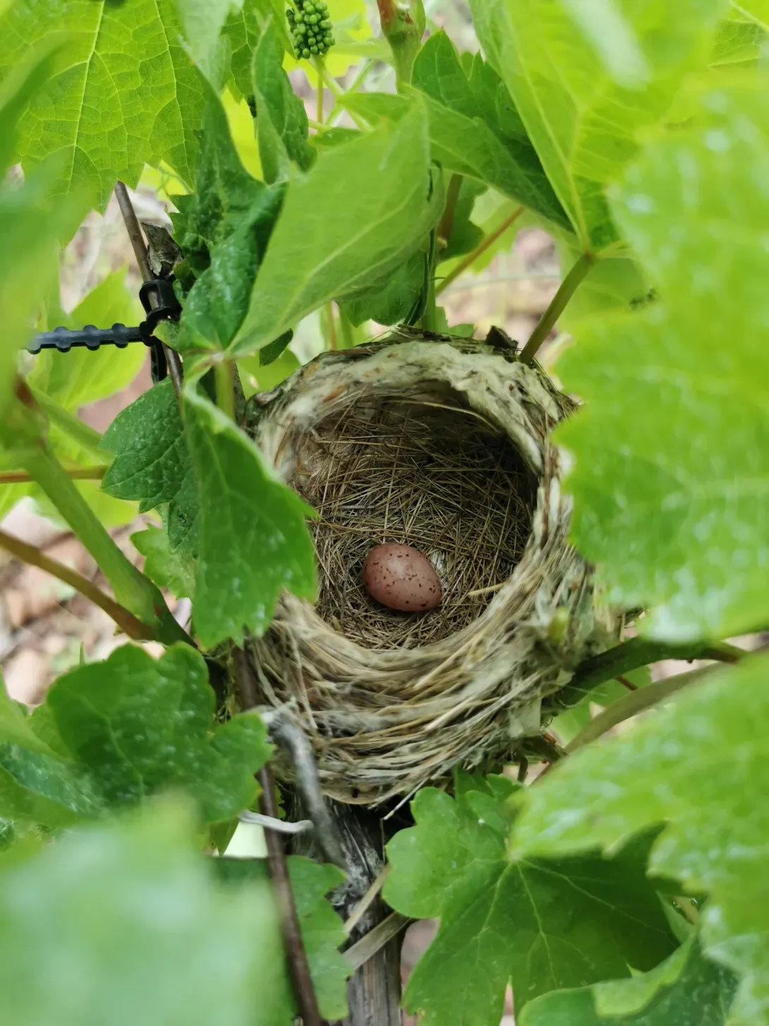 nid dans vigne