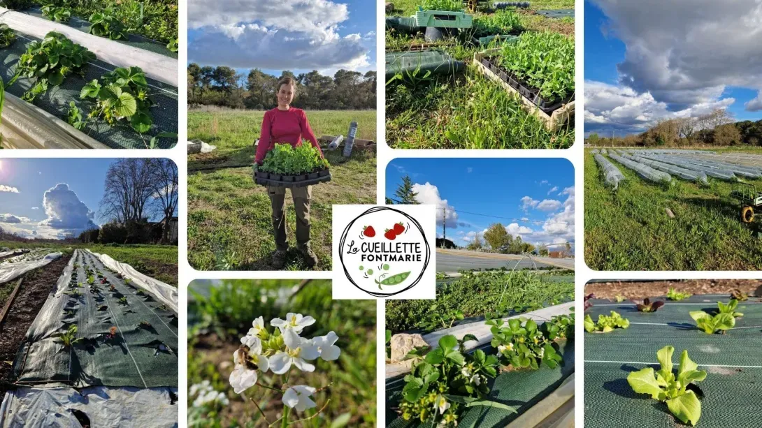 Visuels de la Cueillette