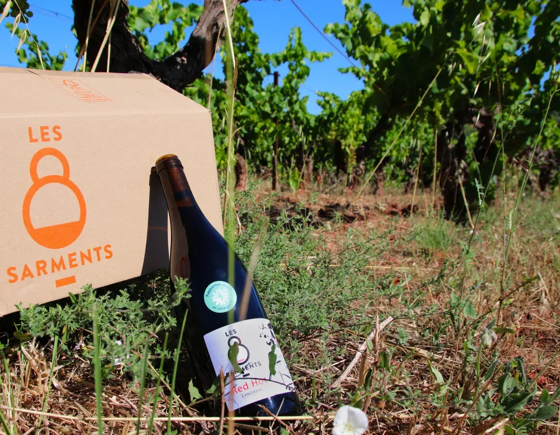 bouteille dans les vignes