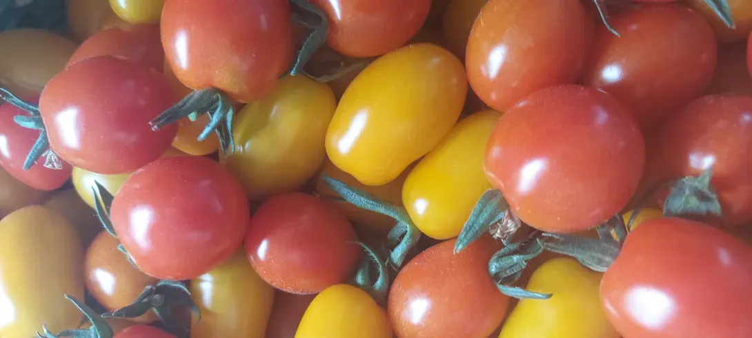 Tomates cerises