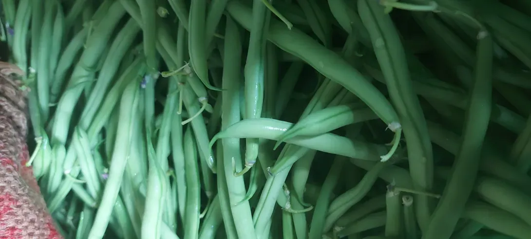 Haricots verts