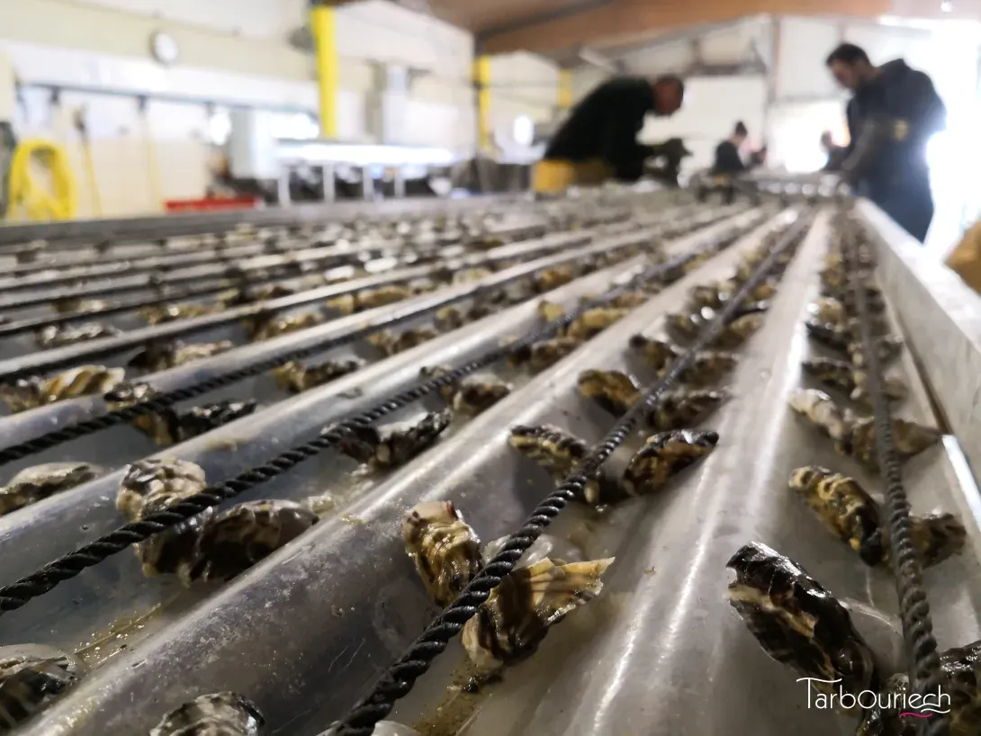 Collage des huîtres