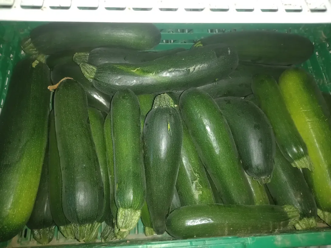 Courgette