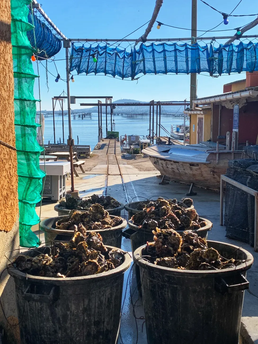récolte d'huîtres