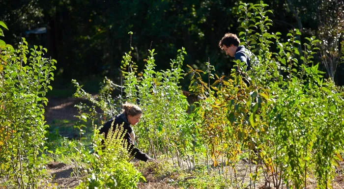 Pépinière du Point Clef