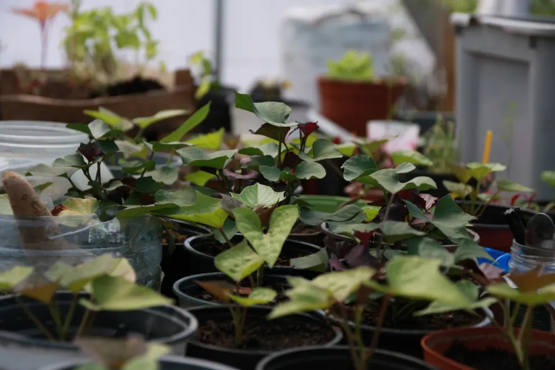 production de plants