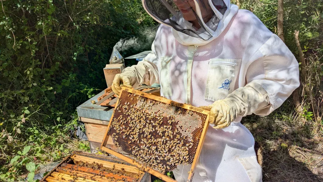Contrôle de la ponte de la reine
