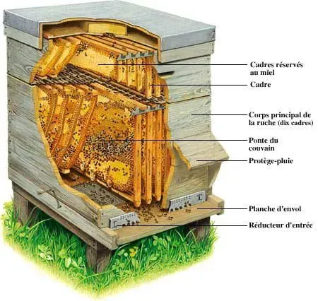 Description ruche
