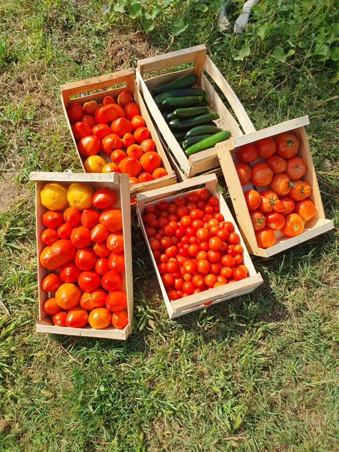 Les légumes d’été