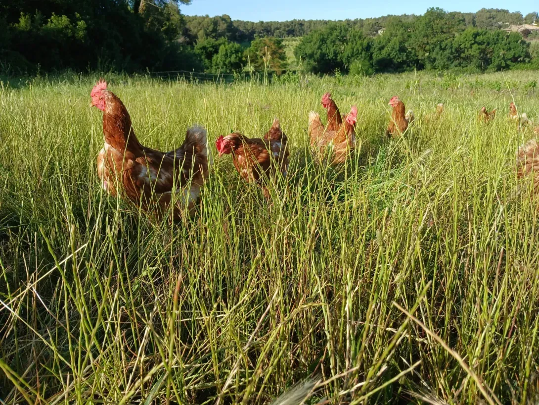 Poules dnas les herbes hautes