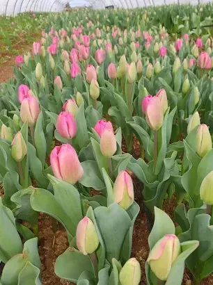 tulipe
