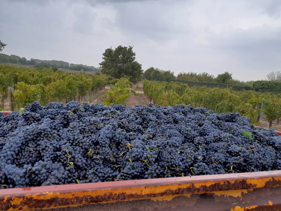 Récolte des syrah