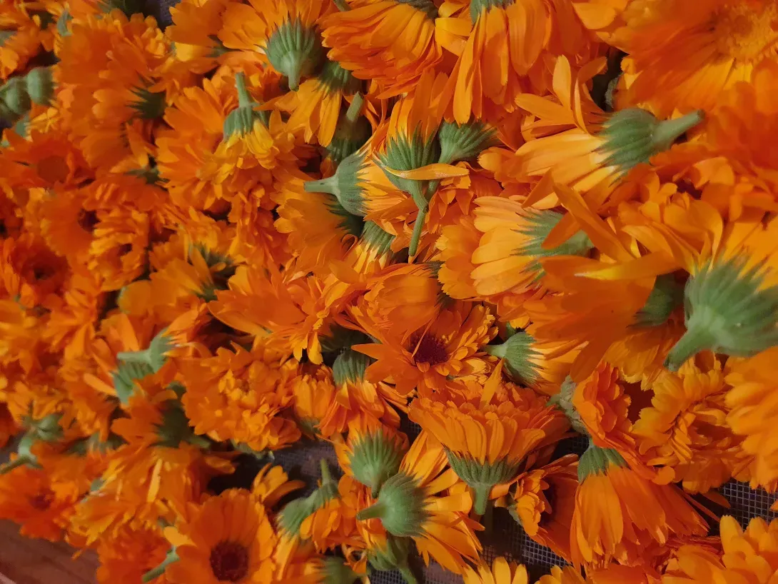 fleurs de calendula