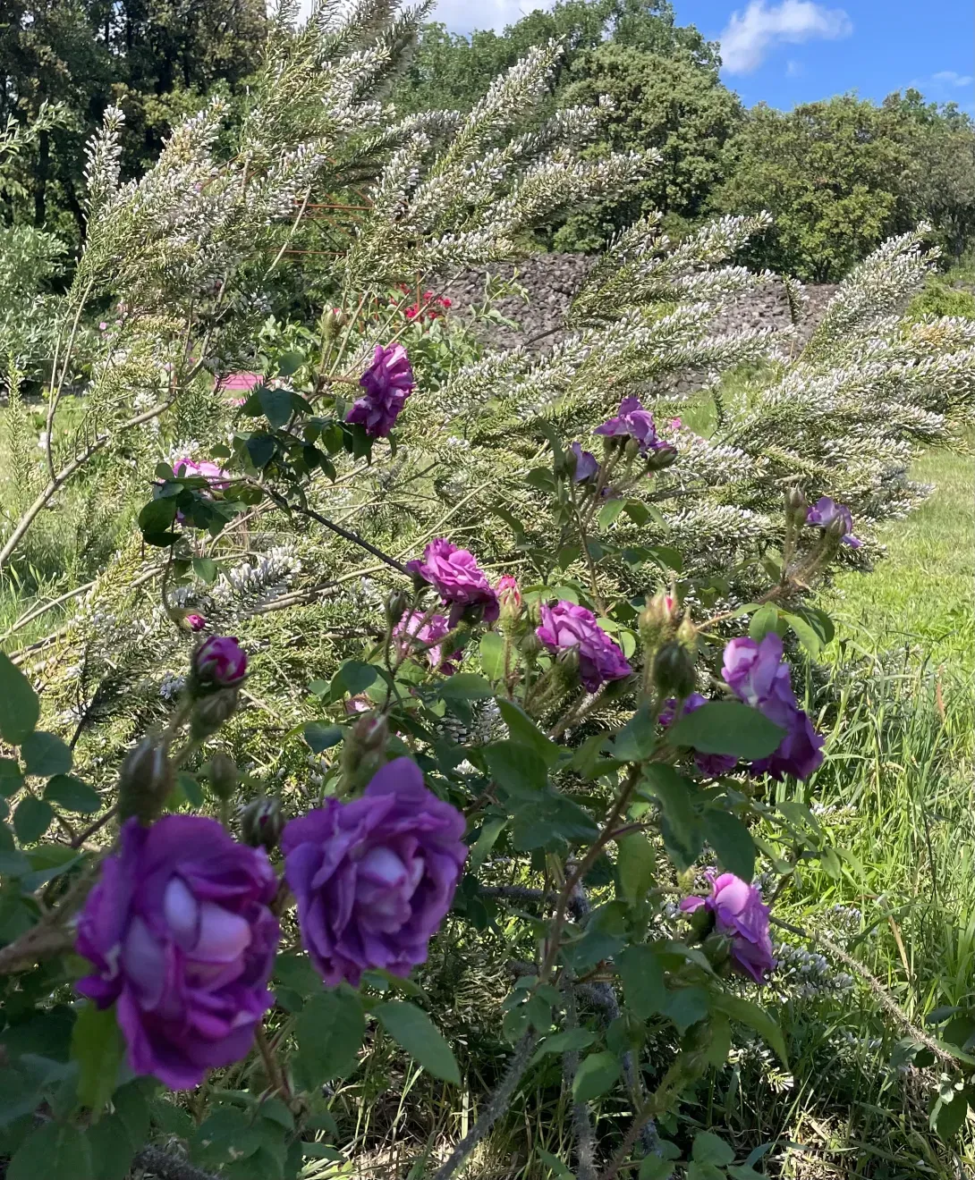 Rosiers anciens de collection