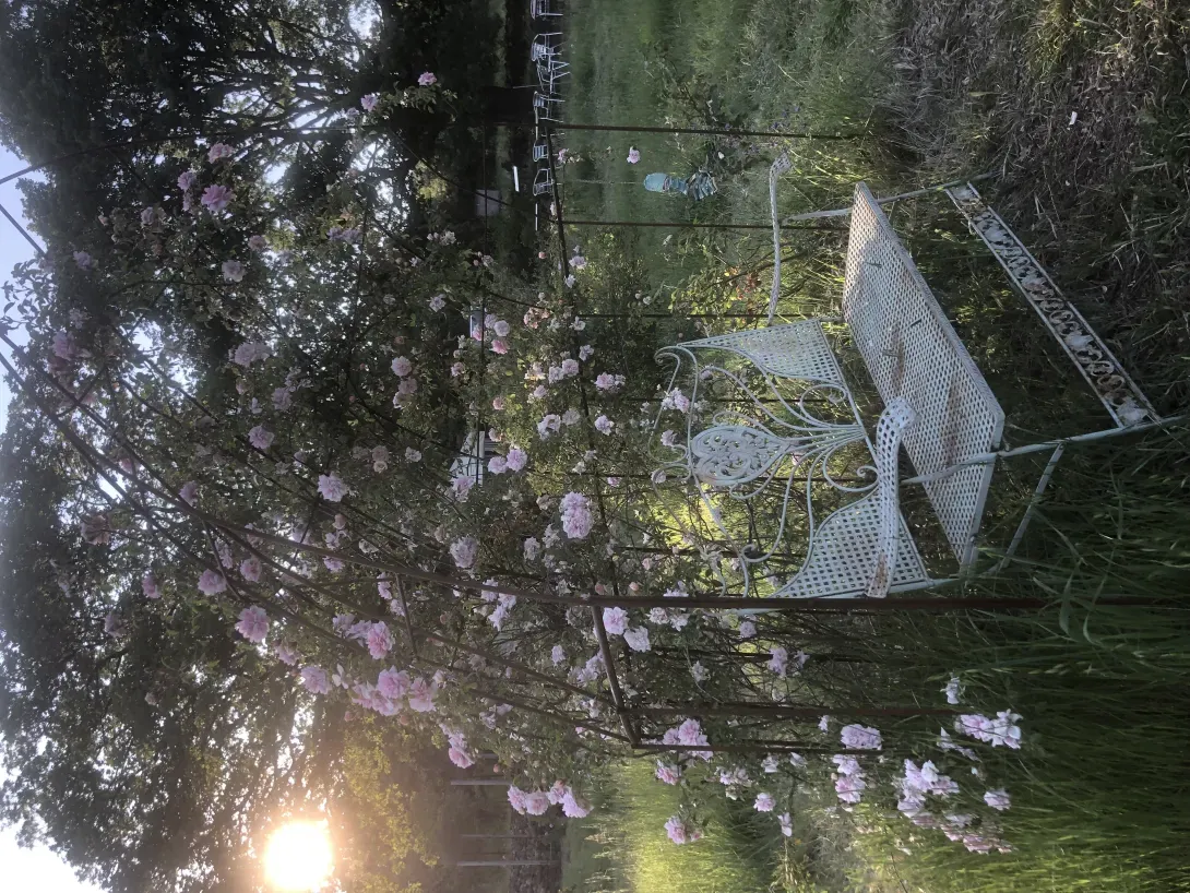 Rosiers de collection