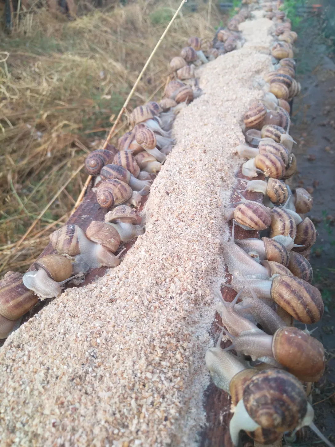 Escargot3
