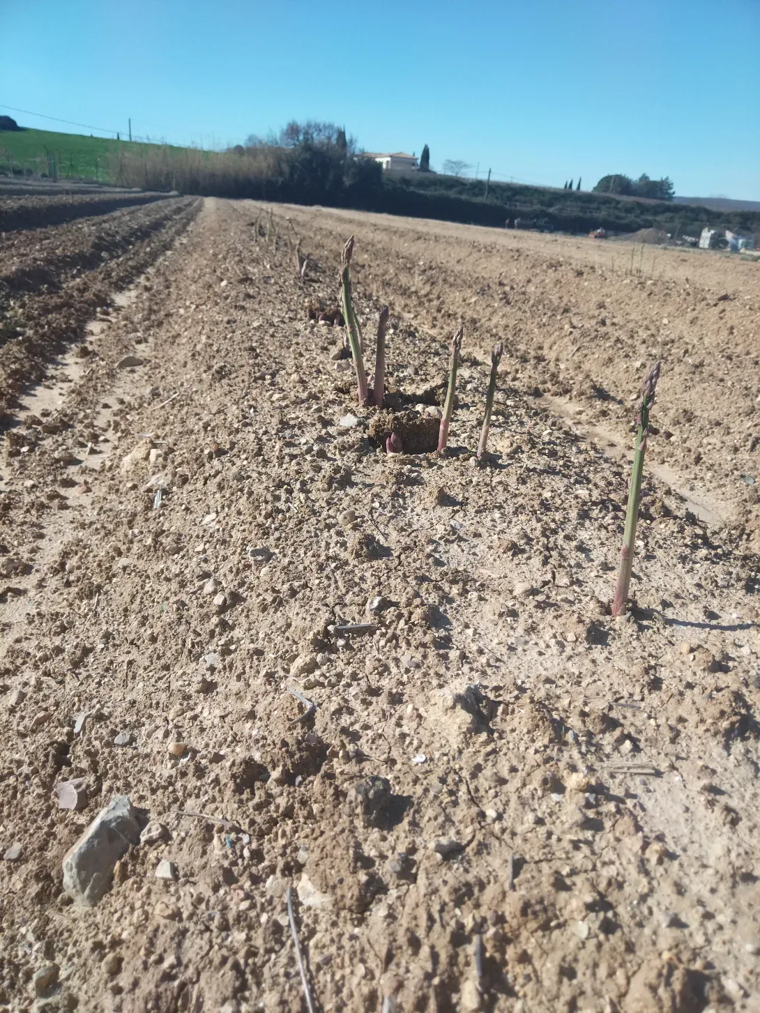 Asperges